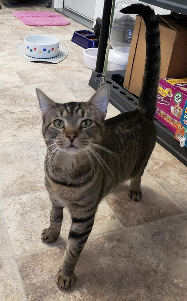 Jack the cat