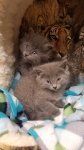 Simba Nala