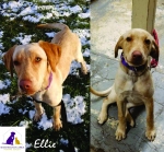 Elllie